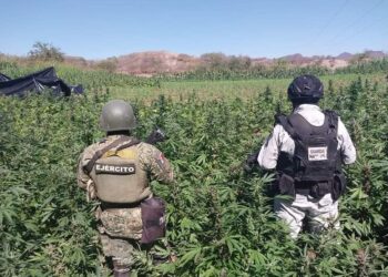 Localiza GN y Ejército Mexicano plantíos de marihuana en Michoacán