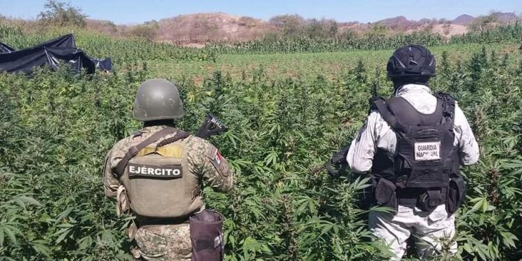 Localiza GN y Ejército Mexicano plantíos de marihuana en Michoacán