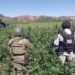 Localiza GN y Ejército Mexicano plantíos de marihuana en Michoacán