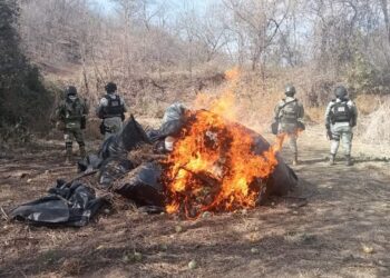GN destruye marihuana en Michoacán
