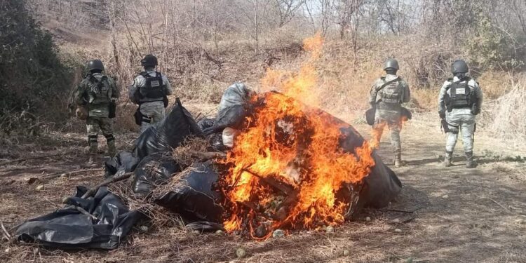GN destruye marihuana en Michoacán