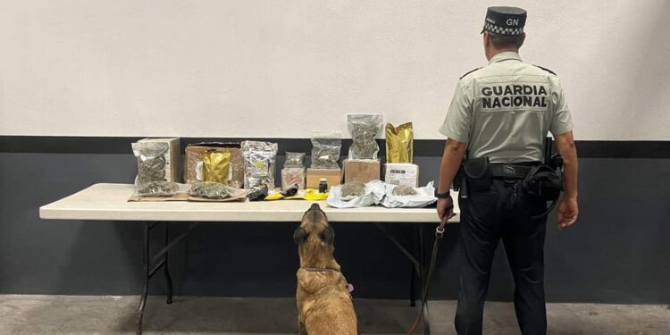 GN localiza marihuana que iba a ser enviada por paquetería en Nuevo León