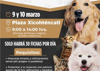 Habrá esterilización de perros y gatos en Tlaxcala Capital