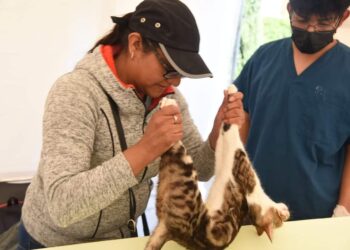 Habrá esterilización de perros y gatos este fin de semana en la capital