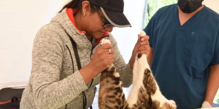 Habrá esterilización de perros y gatos este fin de semana en la capital