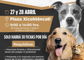 Este fin de semana habrá esterilización en Tlaxcala capital