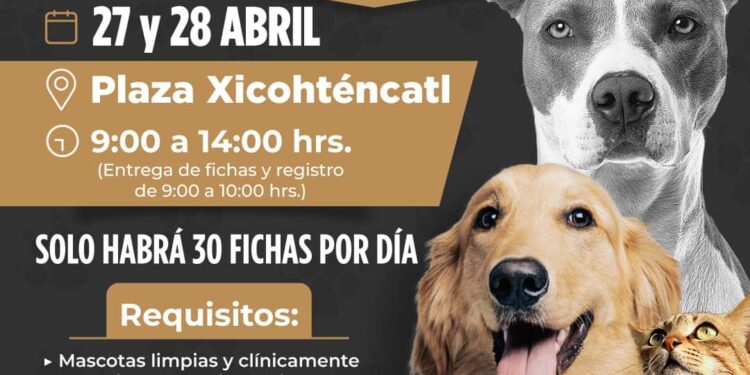 Este fin de semana habrá esterilización en Tlaxcala capital