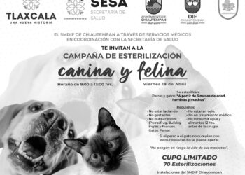 SISTEMA MUNICIPAL DIF EN COORDINACIÓN CON LA SESA REALIZARÁN CAMPAÑA DE ESTERILIZACIÓN EN CHIAUTEMPAN