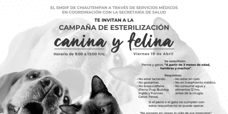 SISTEMA MUNICIPAL DIF EN COORDINACIÓN CON LA SESA REALIZARÁN CAMPAÑA DE ESTERILIZACIÓN EN CHIAUTEMPAN