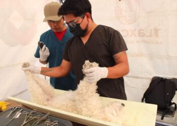 Continúan esterilizaciones de perros y gatos en la capital