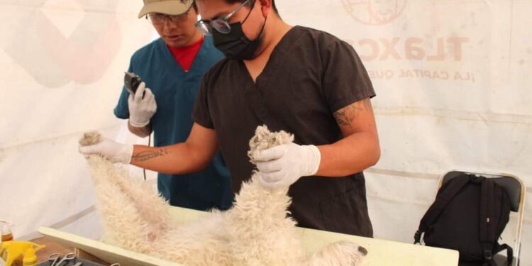 Continúan esterilizaciones de perros y gatos en la capital