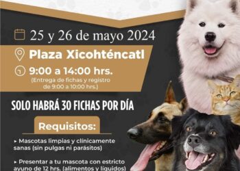 Anuncian campaña de esterilización en la capital