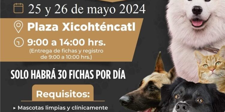 Anuncian campaña de esterilización en la capital