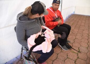 Habrá esterilización de perros y gatos este fin de semana en la capital