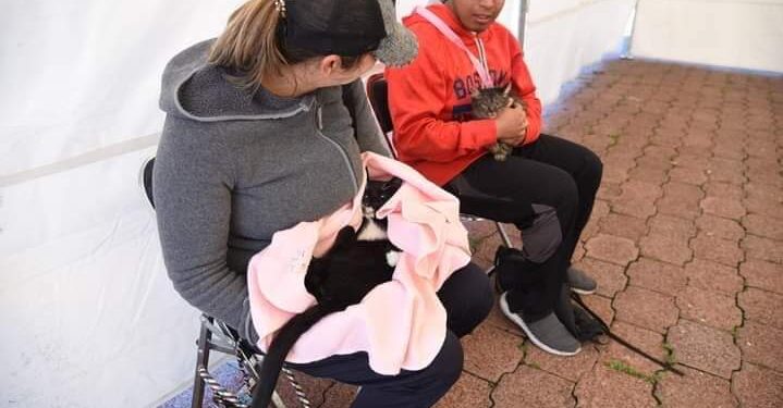 Habrá esterilización de perros y gatos este fin de semana en la capital