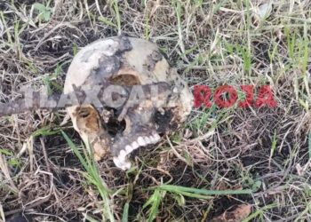 Encuentran cráneo humano en Terrenate
