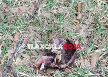 Ubican cráneo humano en Tenancingo, Tlaxcala