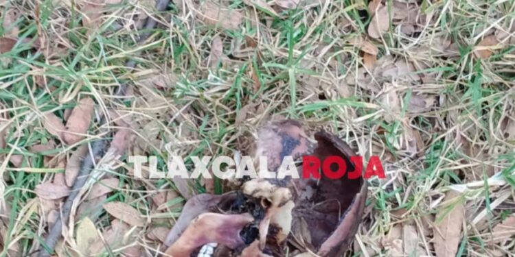 Ubican cráneo humano en Tenancingo, Tlaxcala