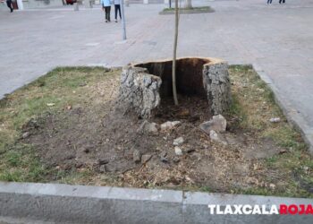 Retiran árbol centenario por seguridad y siembran uno nuevo en su lugar 🌳⚠️🌱