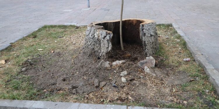 Retiran árbol centenario por seguridad y siembran uno nuevo en su lugar 🌳⚠️🌱
