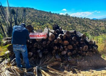 Clausuran predio en Huamantla que aprovechaba palma ilegalmente
