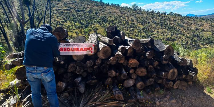 Clausuran predio en Huamantla que aprovechaba palma ilegalmente