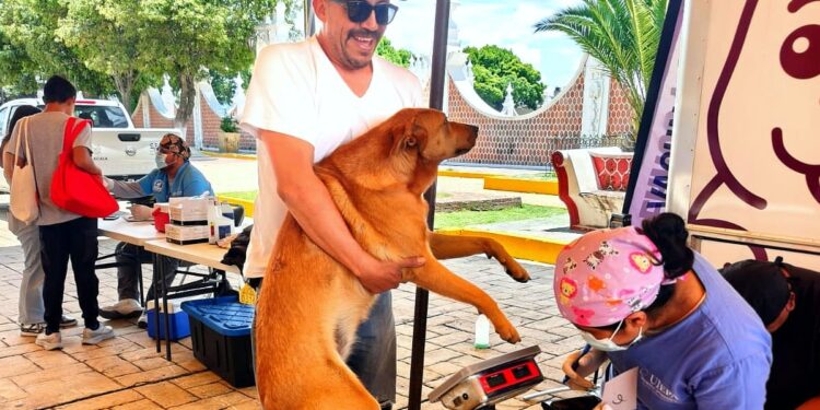 AVANZA CON ÉXITO CAMPAÑA GRATUITA DE ESTERILIZACIÓN CANINA Y FELINA EN LA CAPITAL; ESTE JUEVES ESTUVO EN CHIMALPA