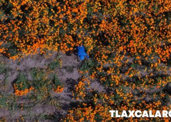 Inicia venta de flor de muerto en Tepeyanco