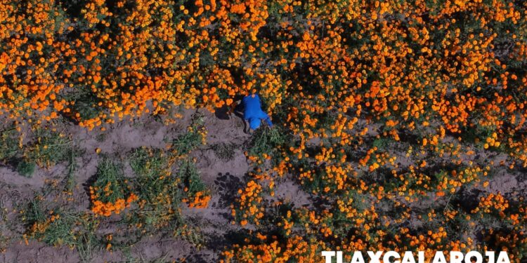 Inicia venta de flor de muerto en Tepeyanco